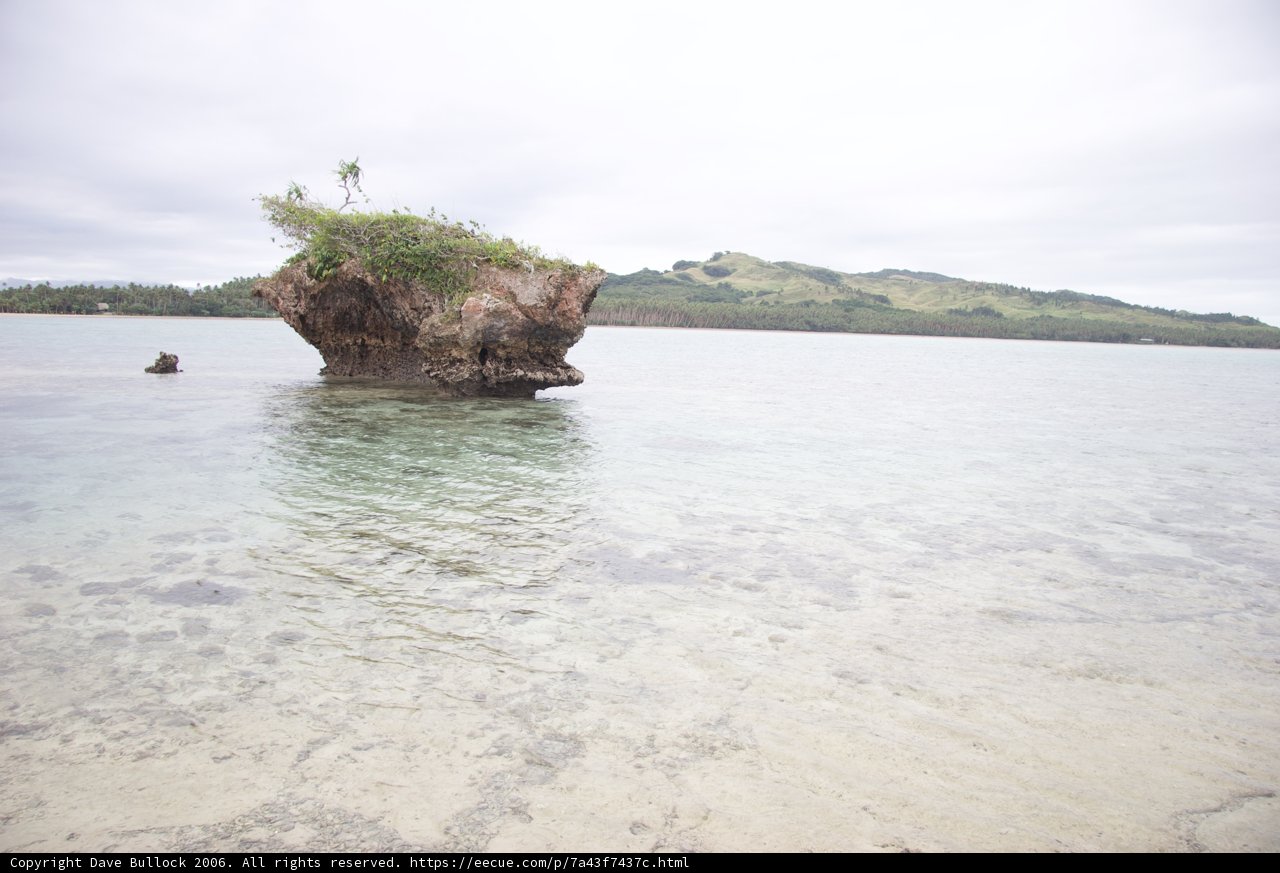 Tree of the Ocean's Promontory