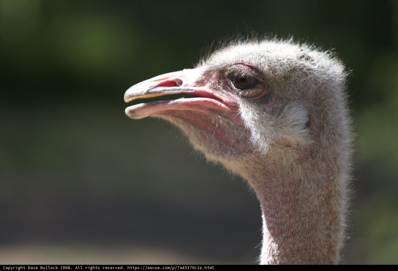 Majestic Ostrich