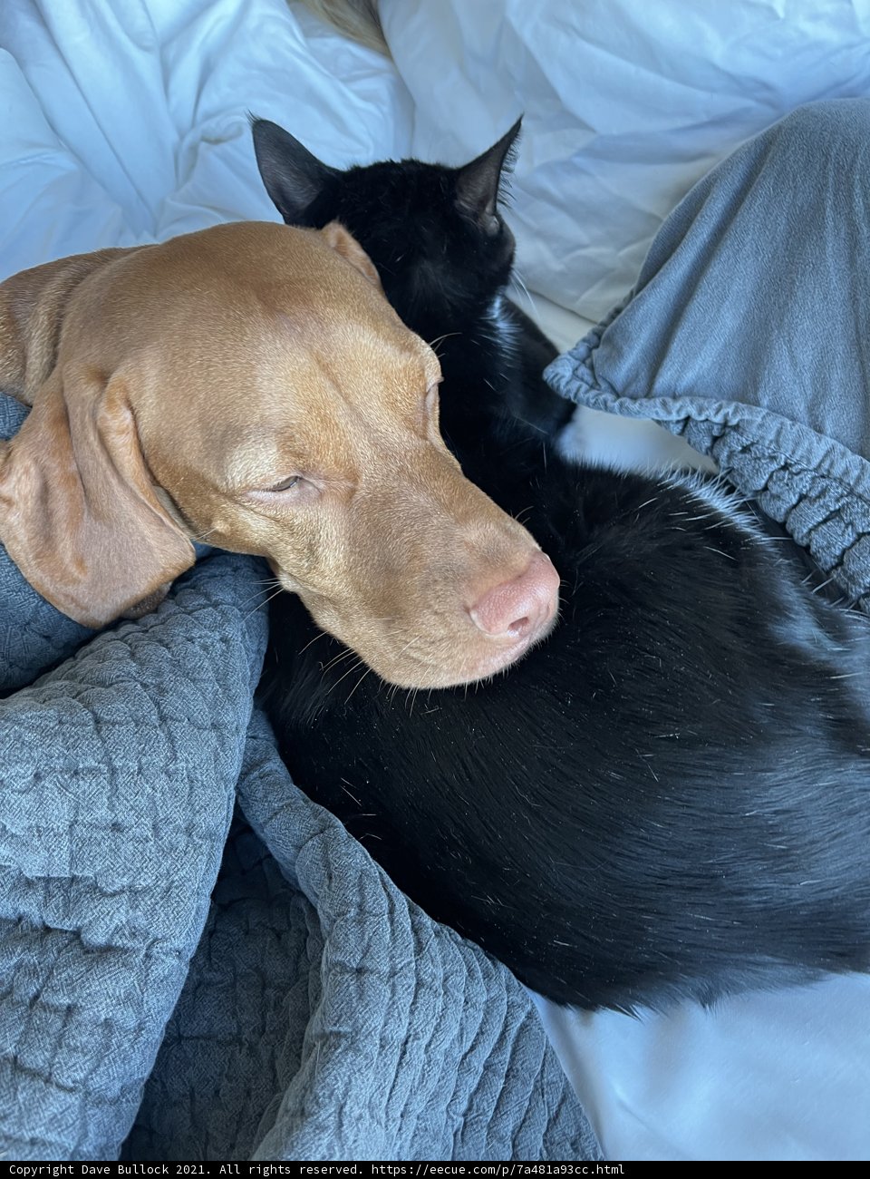 Dreaming Companions