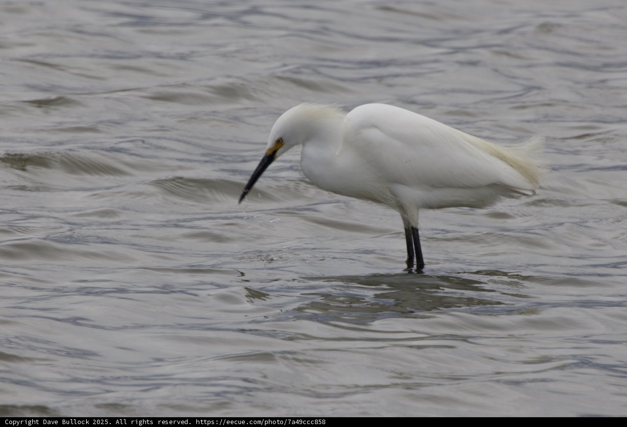 Graceful Hunter of the Wetlands