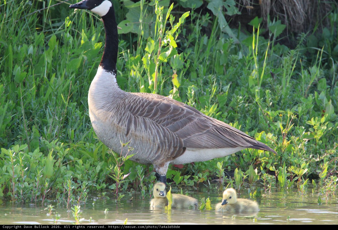 Canada Goose with Goslings in Wetland Waters