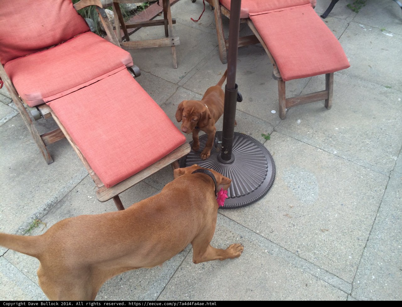 Pups at Play