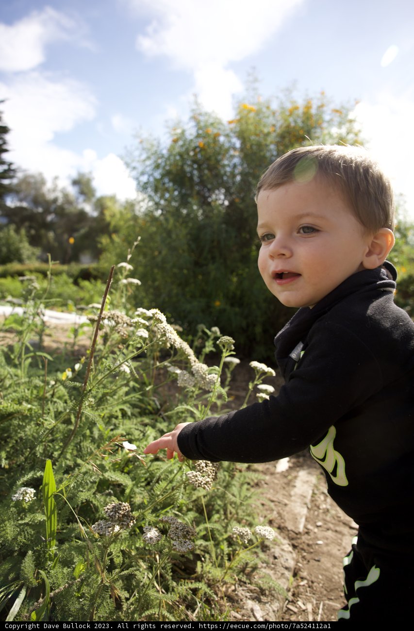 A Boy's Reach in the Meadow