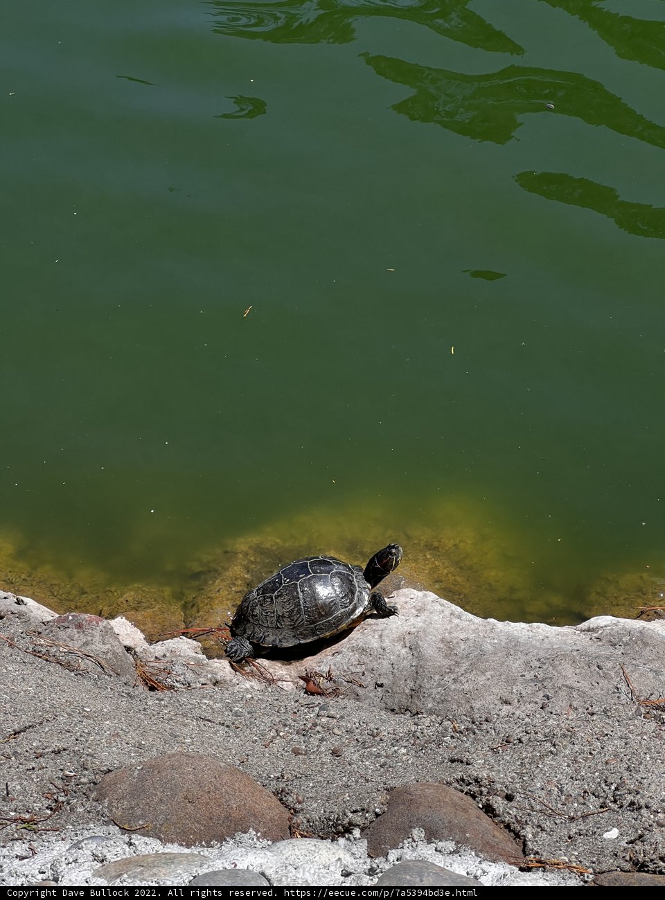 Turtle on the Rock