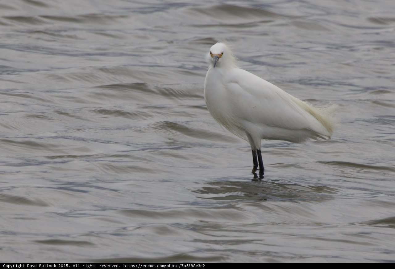 Majestic Presence in San Pablo Bay