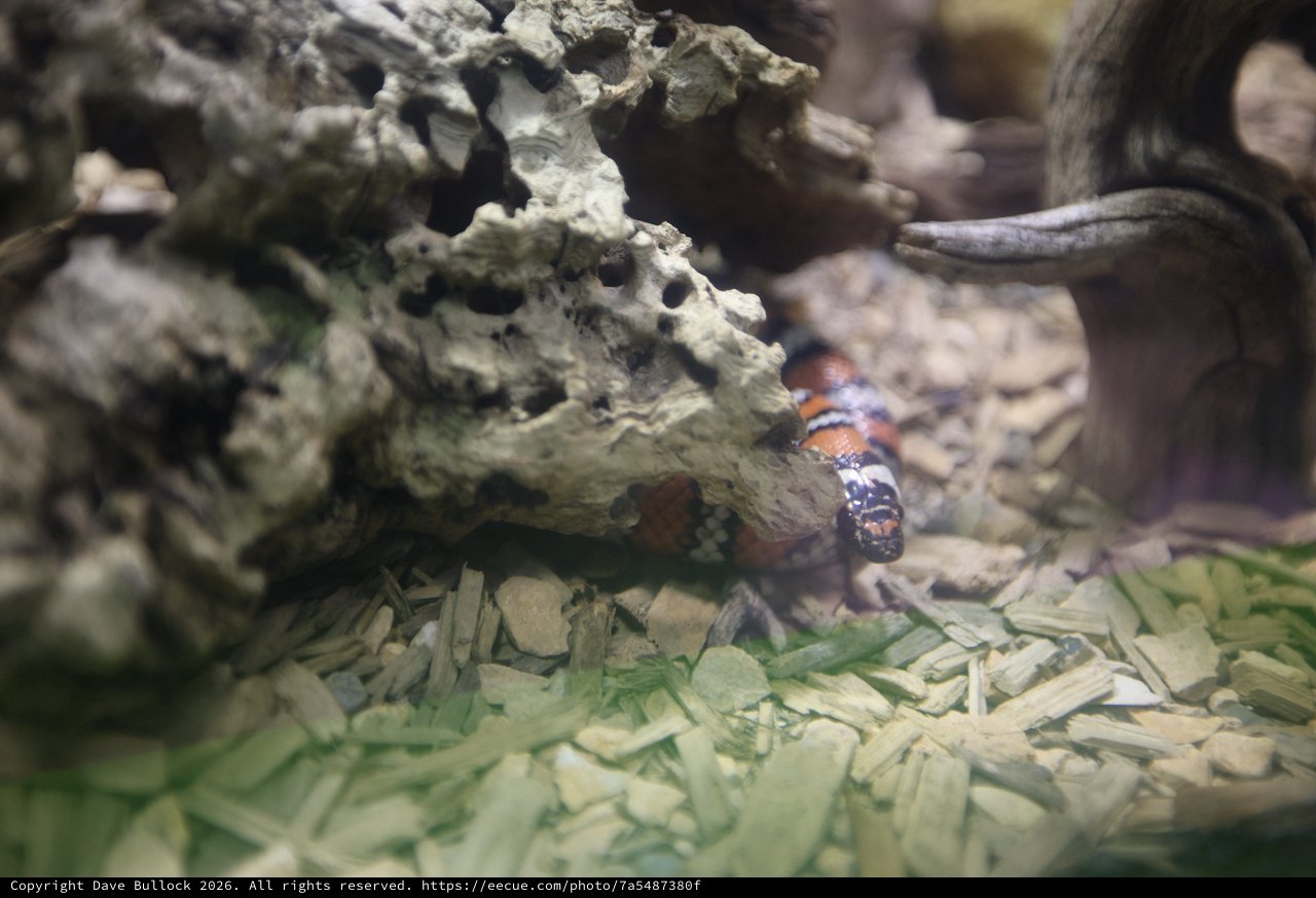 Banded Snake in Natural Terrarium Habitat
