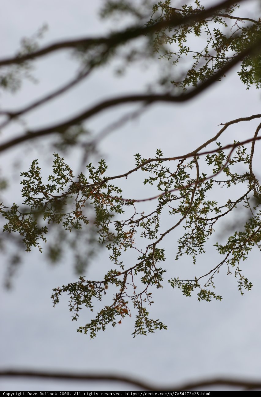 Branching Out