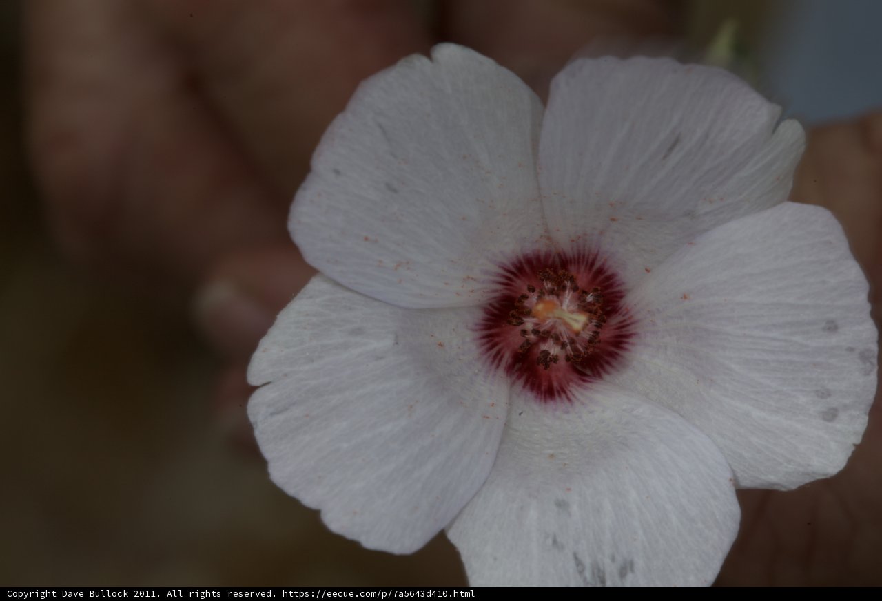 Geranium Blossom
