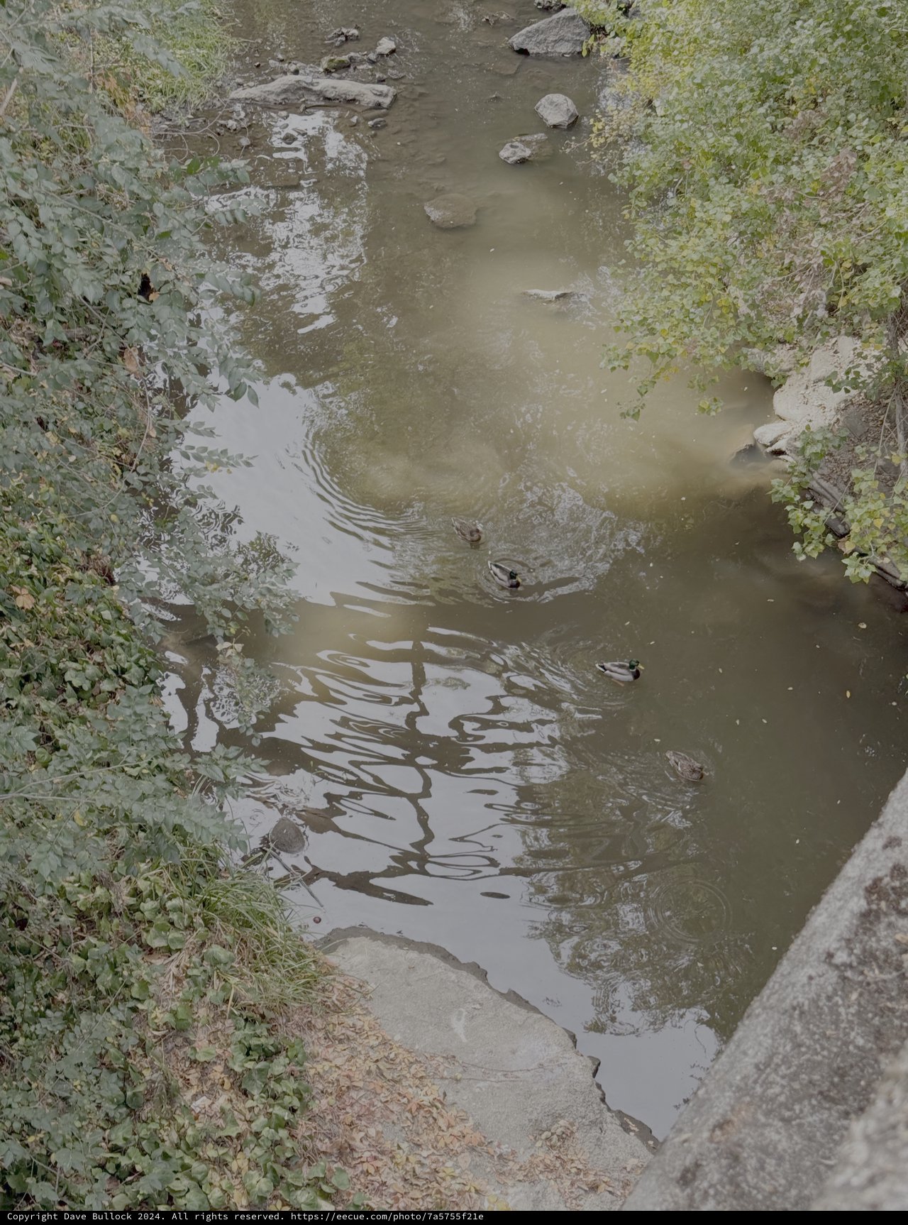 Ducks Swimming in Urban Creek Waters