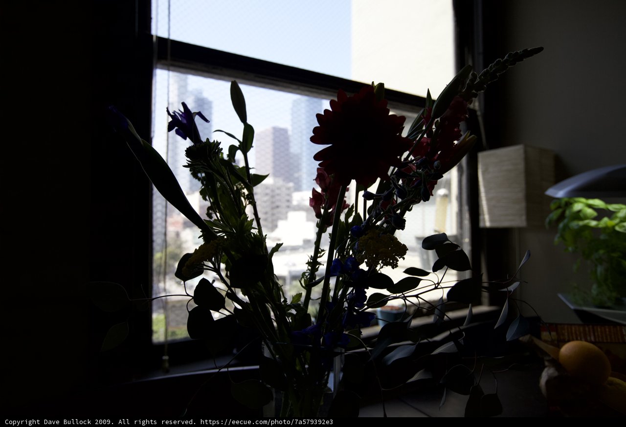 Window Bloom