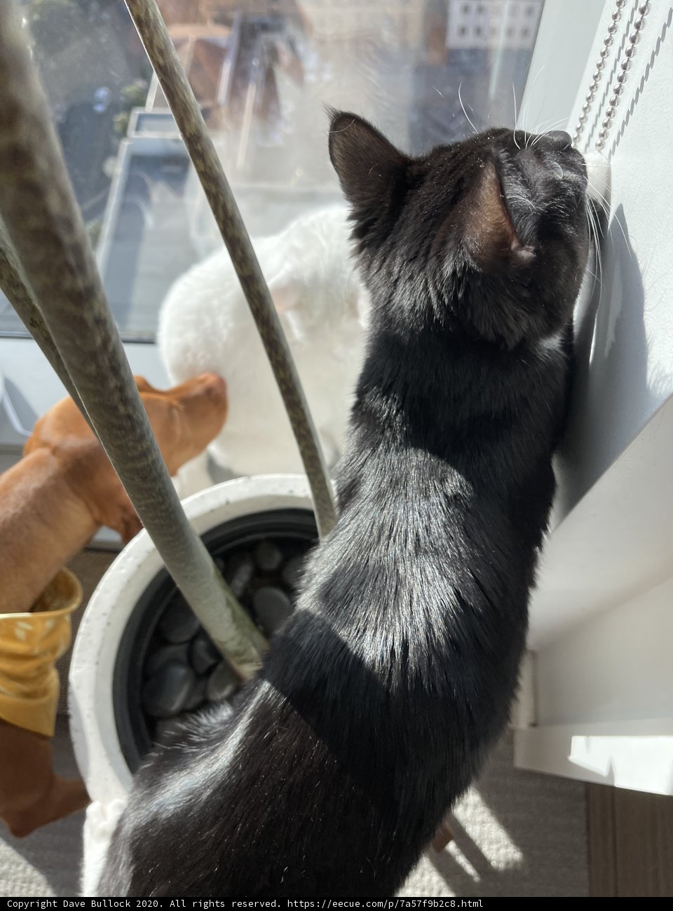 Window Watching Manx Cat