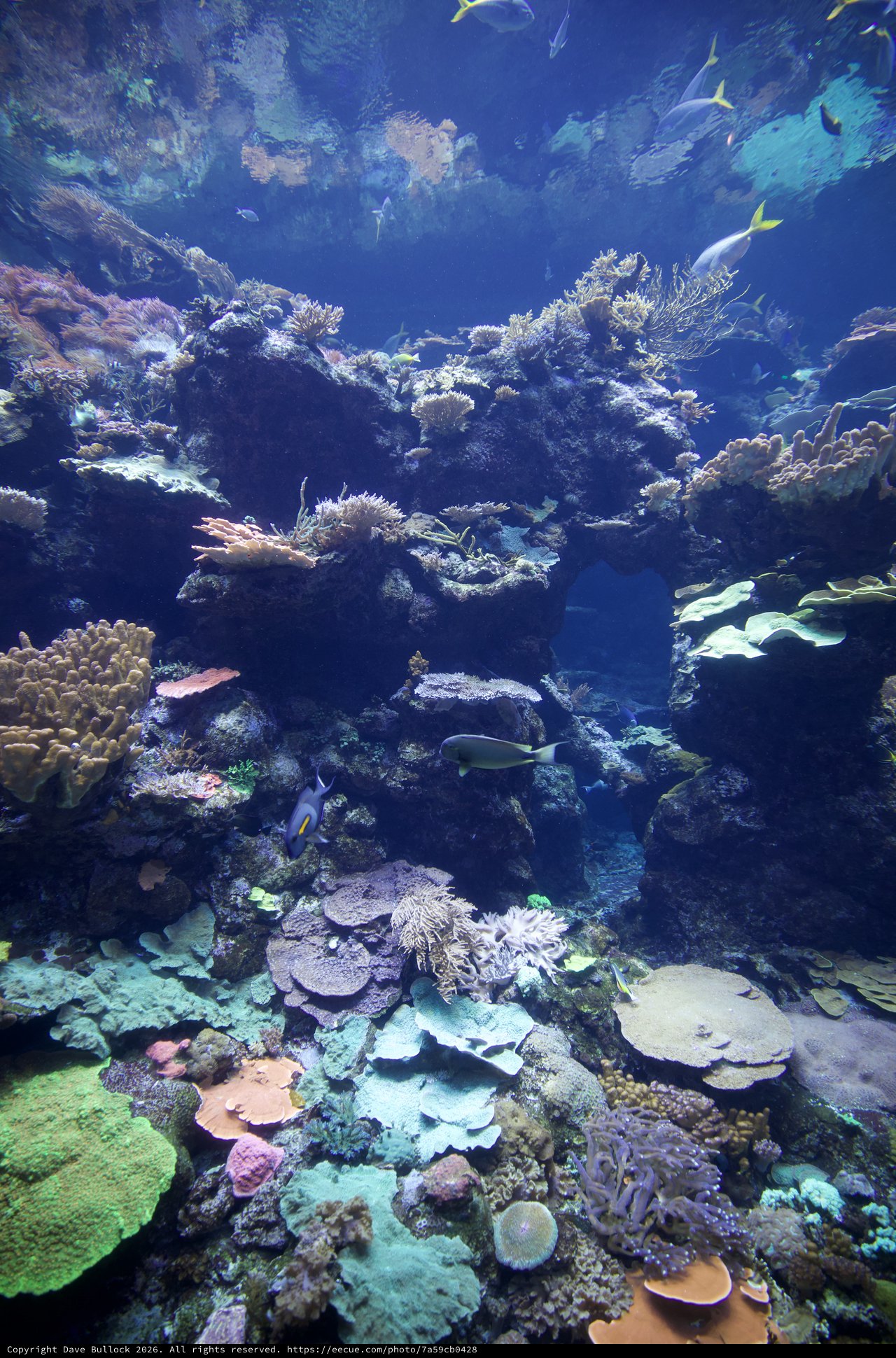 Vibrant Coral Reef Ecosystem with Diverse Marine Life