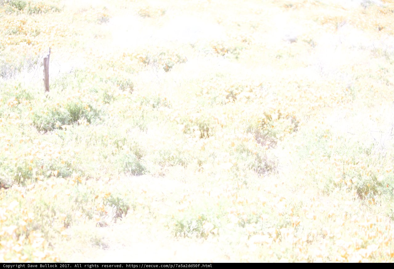 Walking through a field of golden blooms