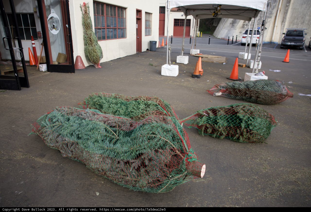 Urban Christmas Preparation: Christmas Trees Stacked in Fort Mason Parking Lot
