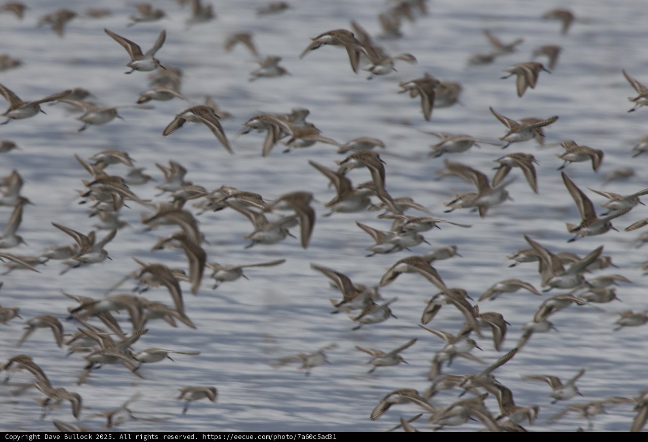 A Dance of Wings