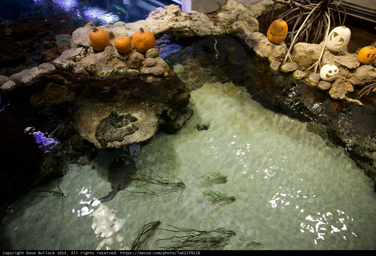 Aquatic Pumpkin Display: A Unique Fusion of Nature and Harvest