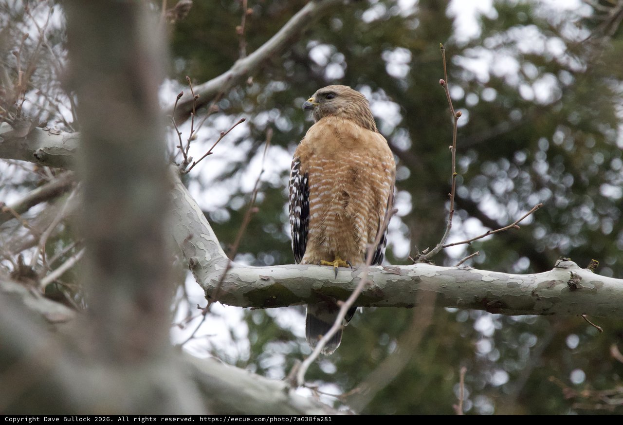 Red-shouldered Hawk Perched on Winter Branch