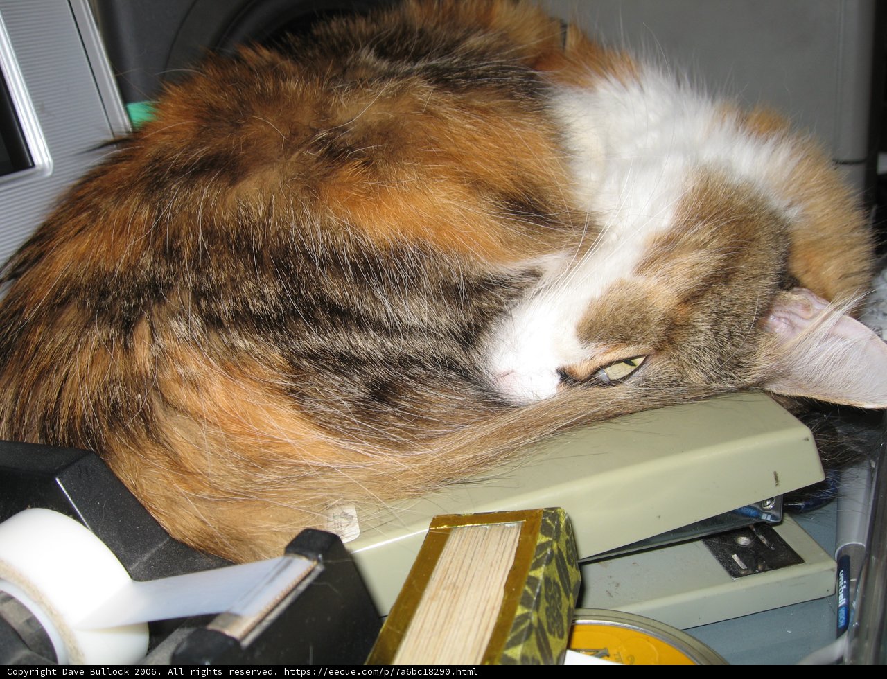 Cat Nap