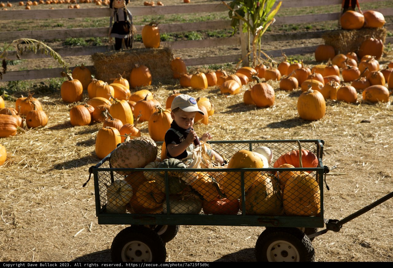 Harvest Joy: Adventure in the Pumpkin Patch