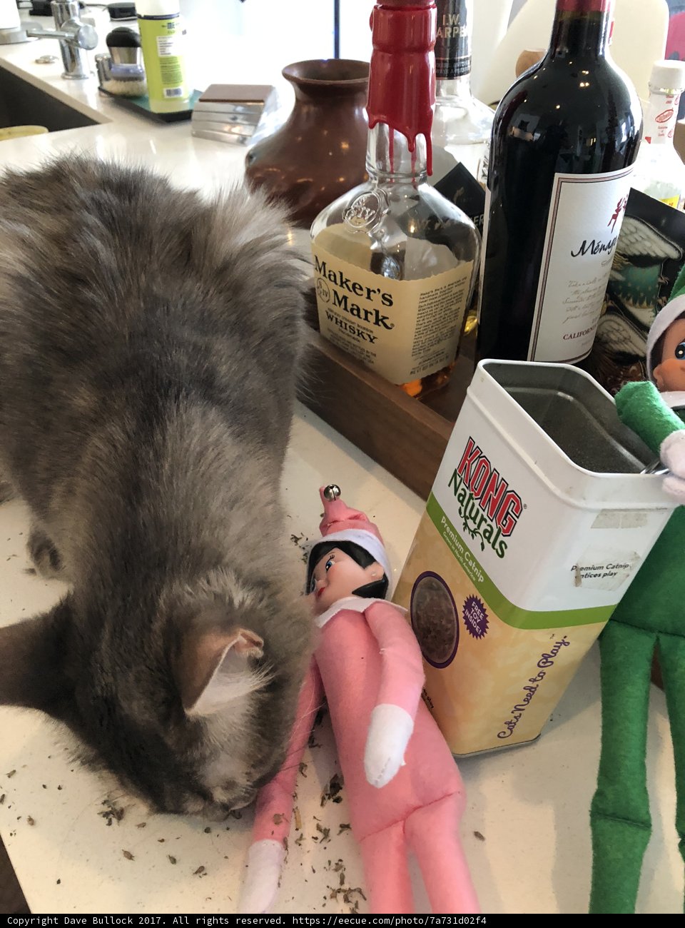Cat and Doll on the Counter