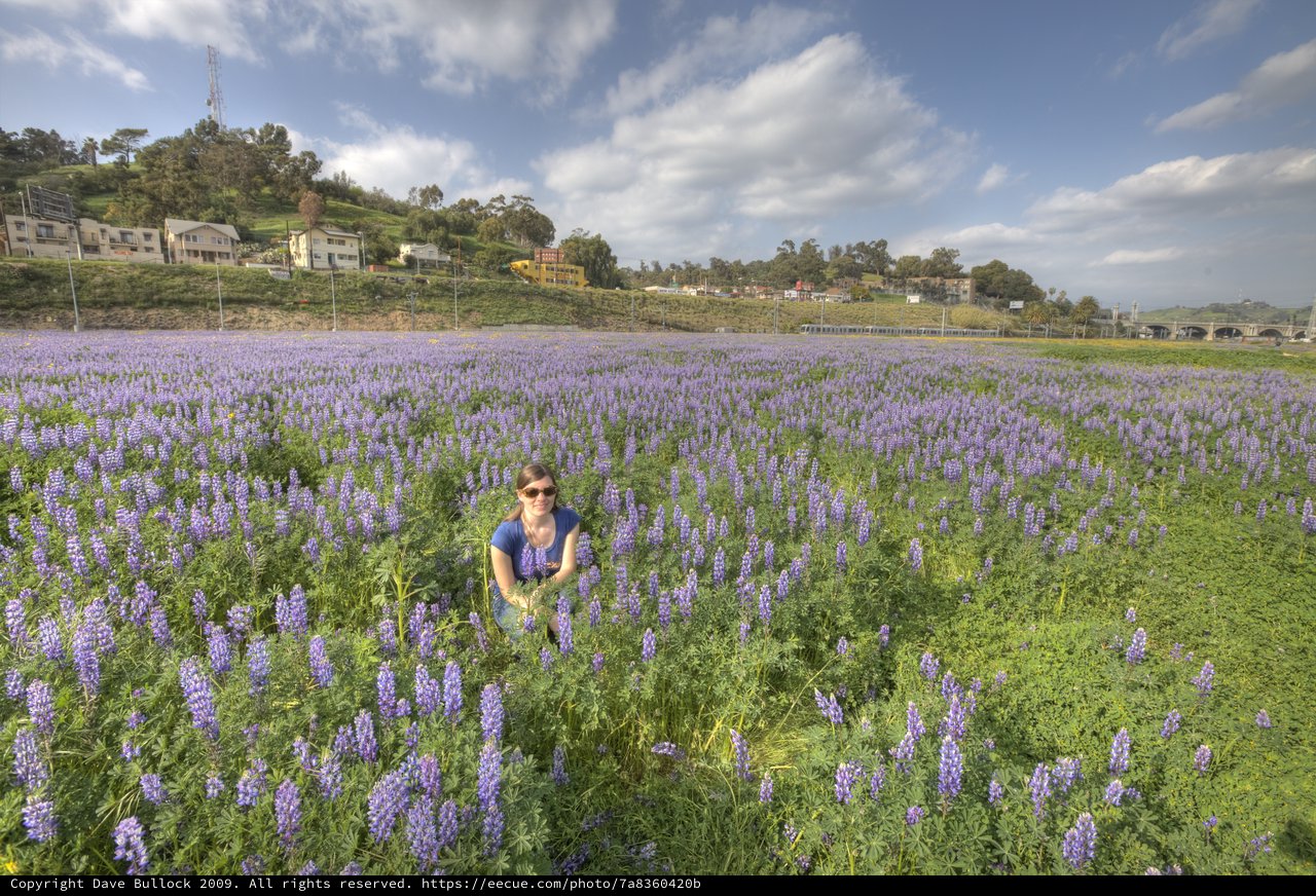 Woman Among Purple Lupine Blooms in Urban Field
