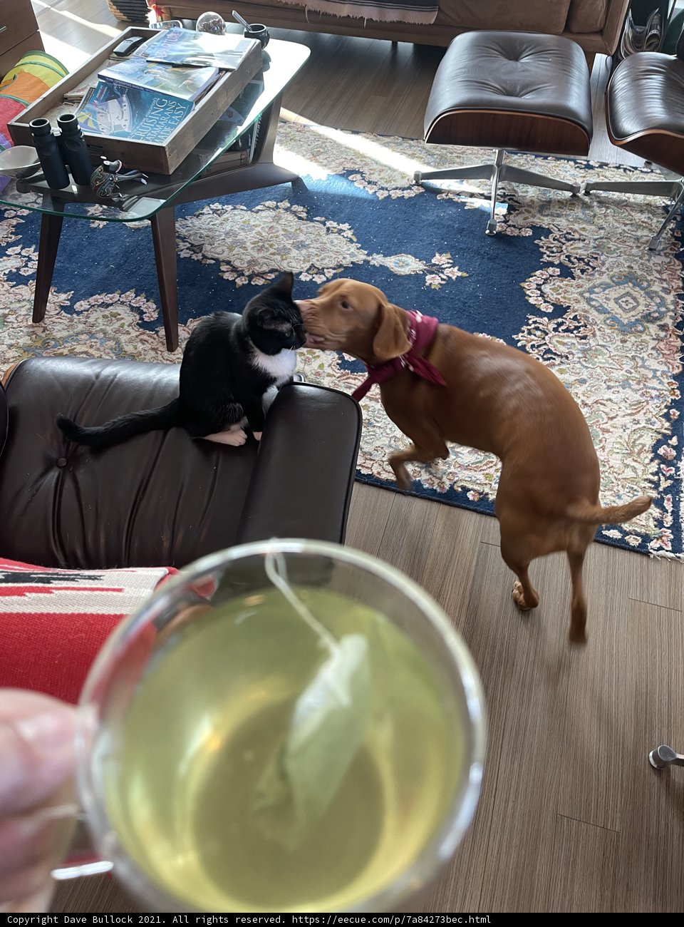Tea Time with Four-legged Friends