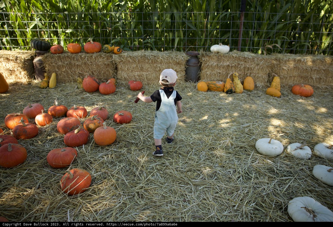 Autumn Adventures with Wesley at the Pumpkin Patch