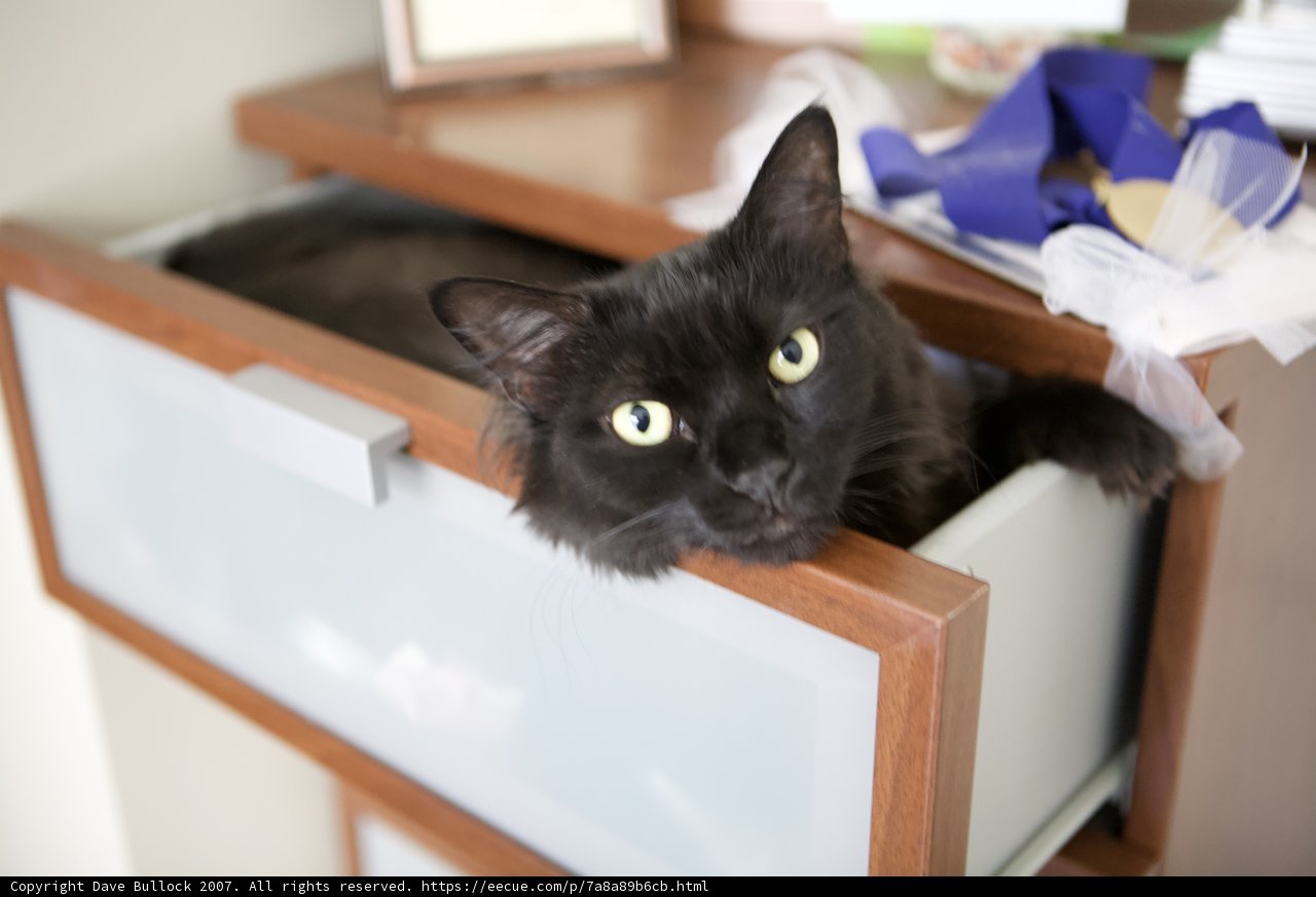 Cat in the Cabinet