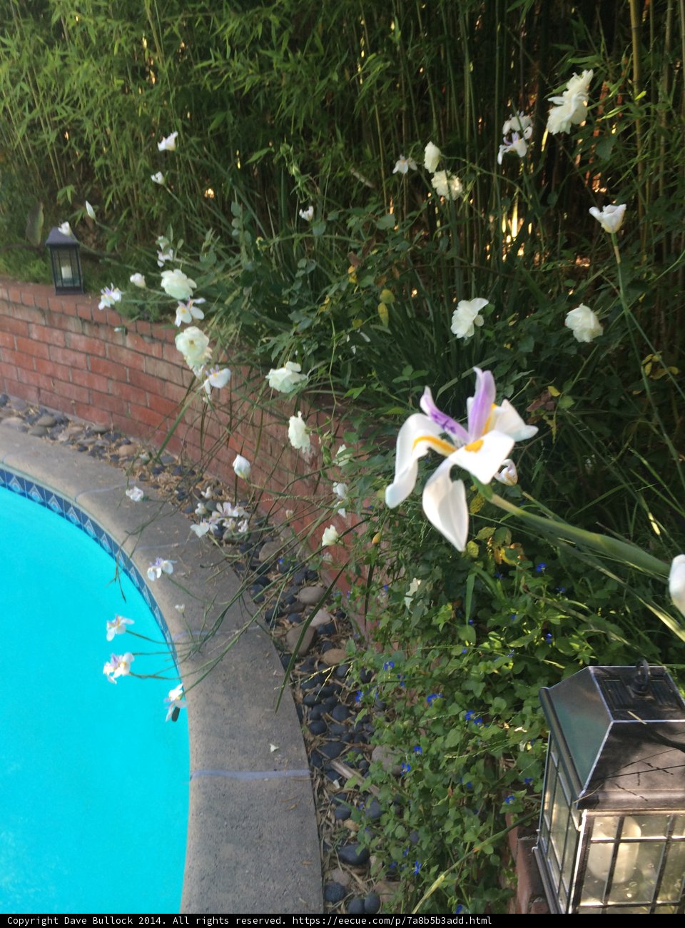 Lily in the Water