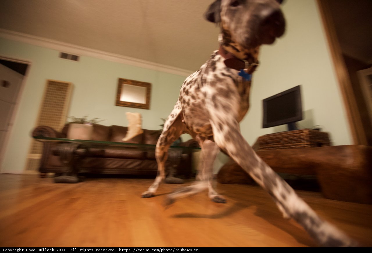Canine Rambles on Hardwood Floors