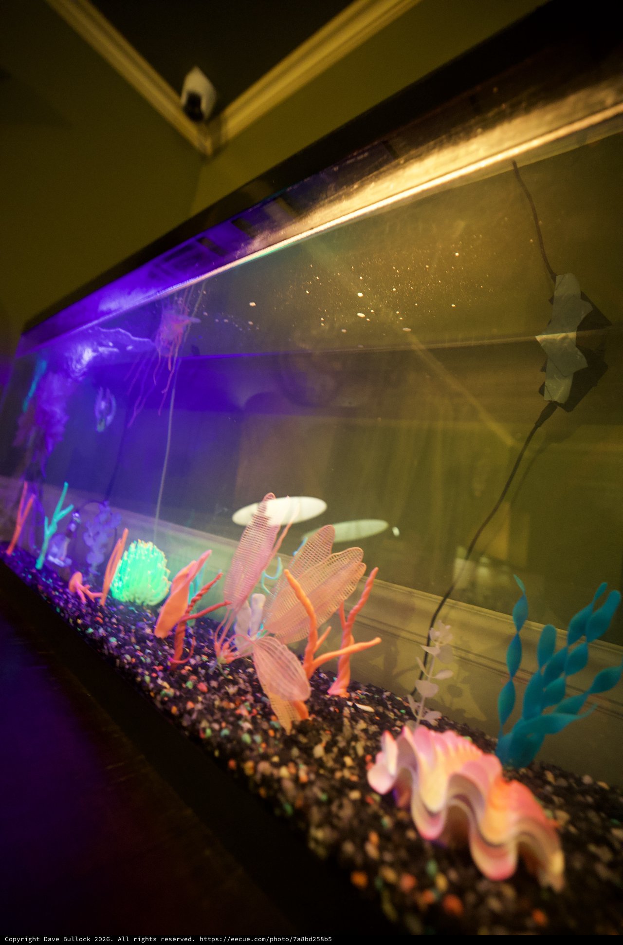 Illuminated Fish Tank with Neon Coral Decorations