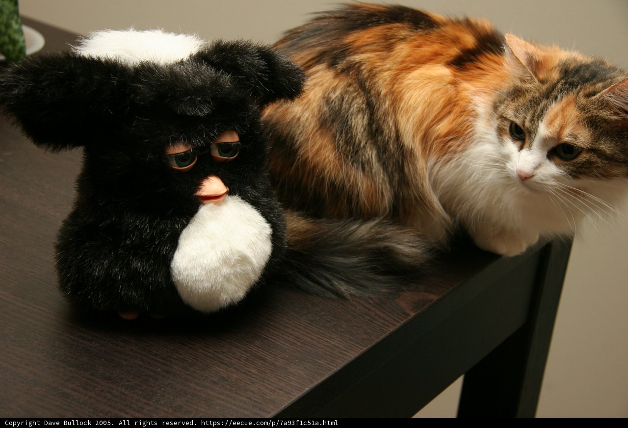 Feline Friends