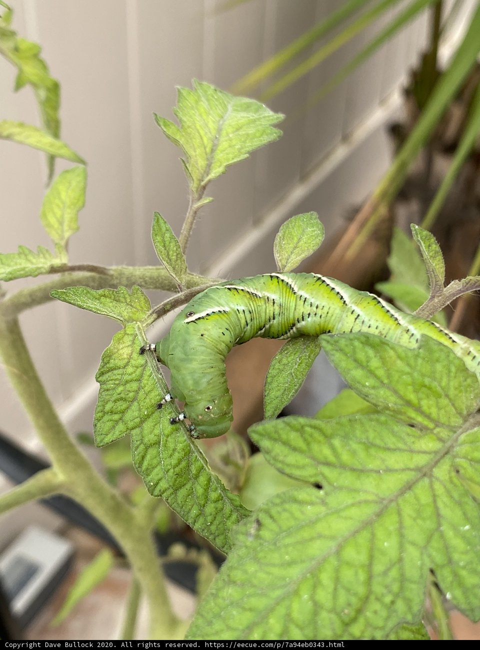 The Hungry Caterpillar