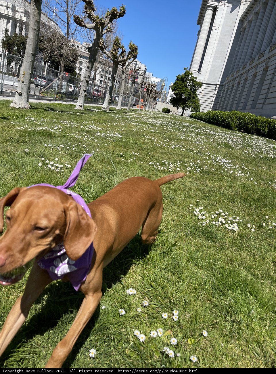 Happy Pup Running in the City