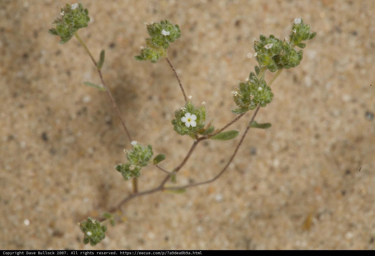 Sandy Blossom
