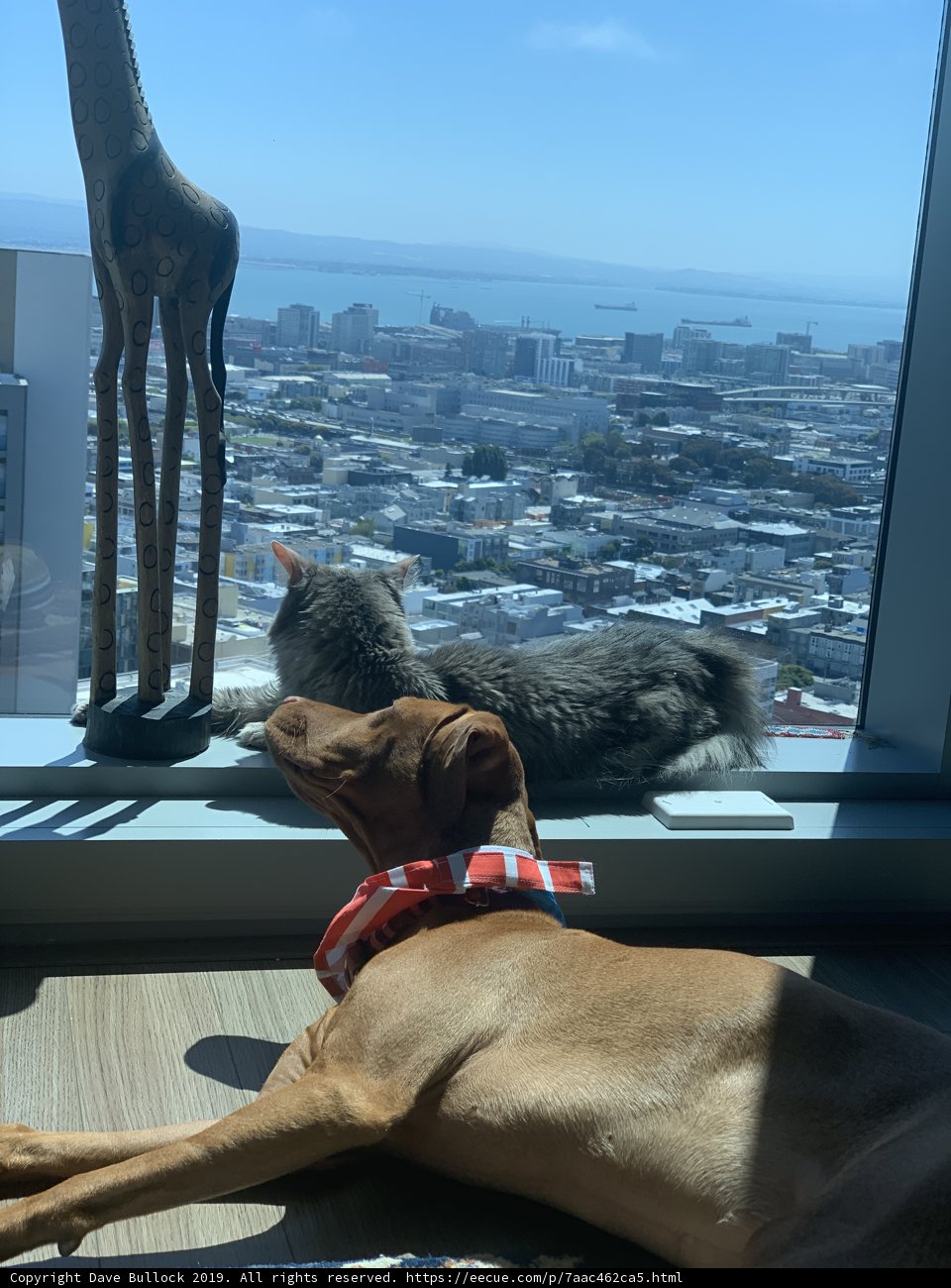 Furry Friends on a Scenic Window Sill