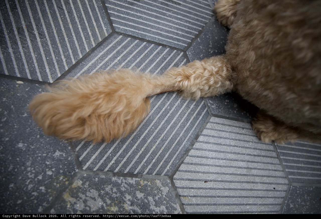 Golden Doodle Paws on Geometric Paving Stones