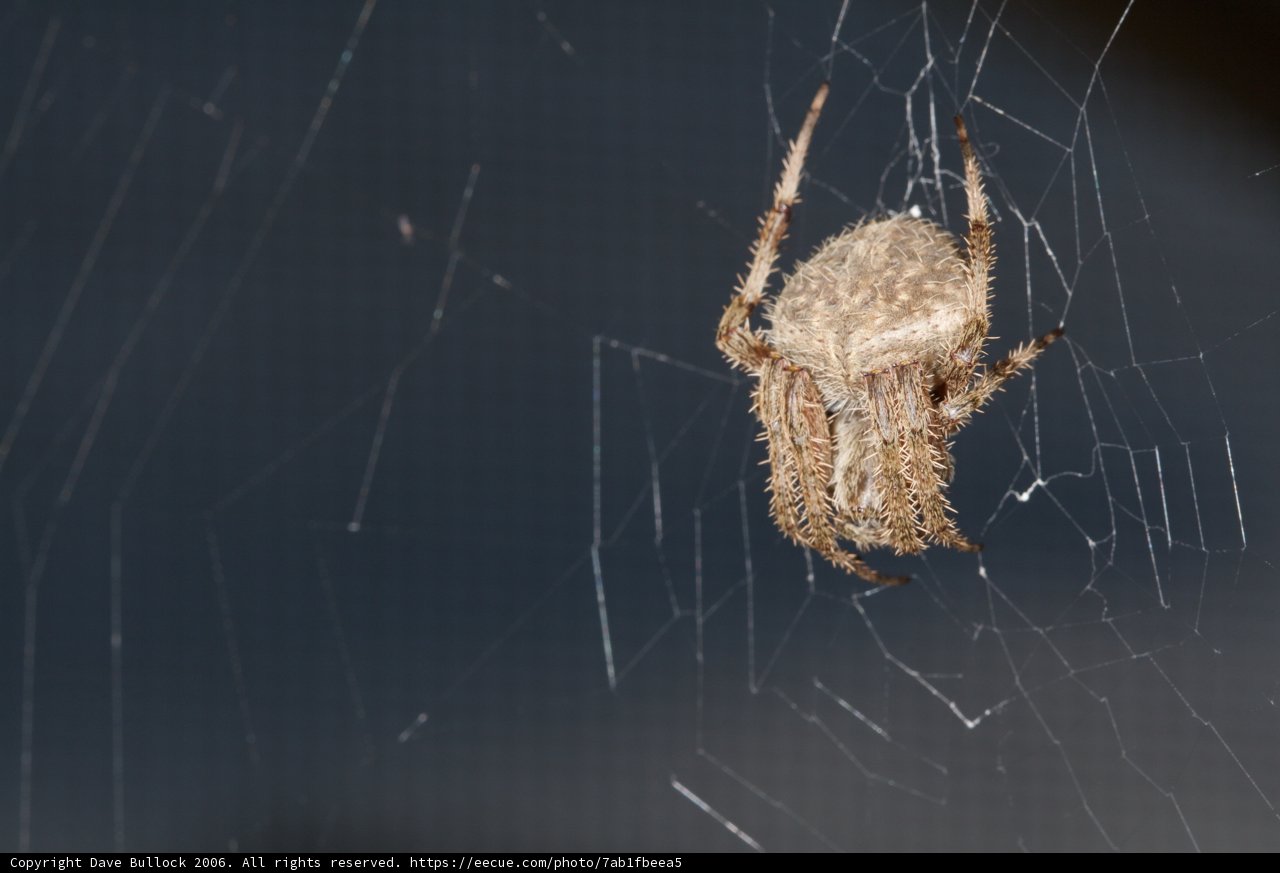 Garden Spider on its Web