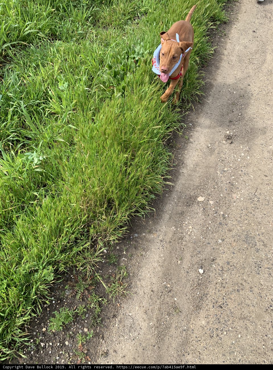 Walking Companion