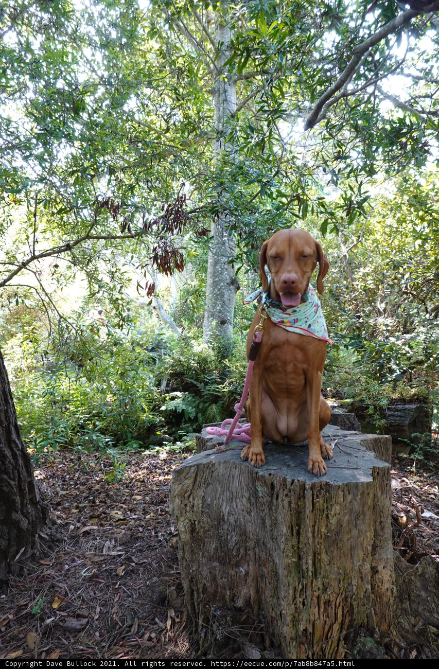 Woodsy Companion