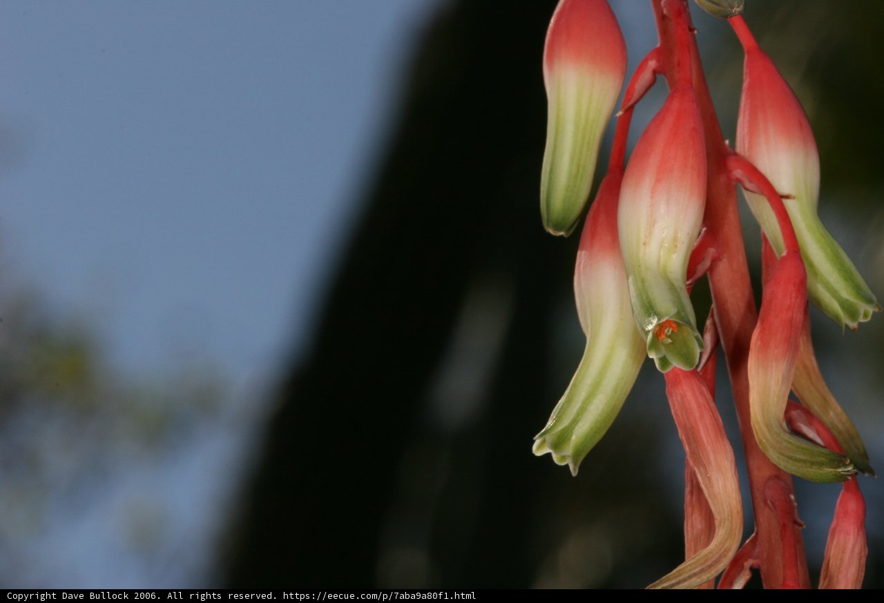 Vibrant Red and Green Petals