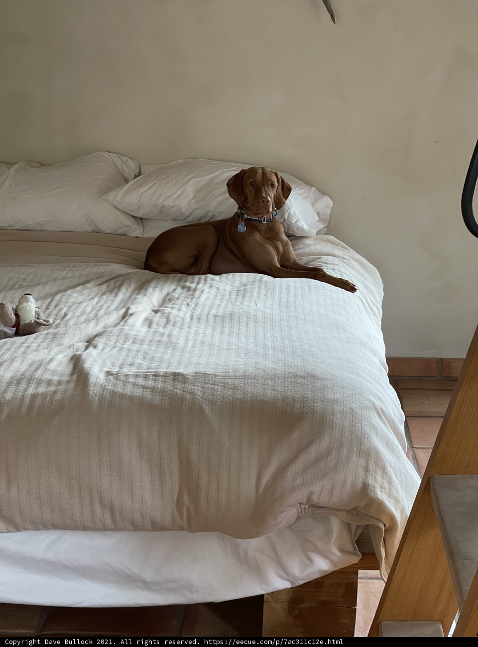 Lazy Pup on a Cozy Bed