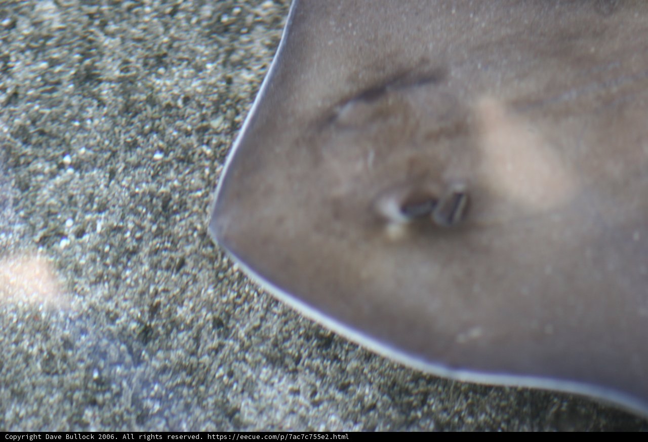 Eye of the Stingray