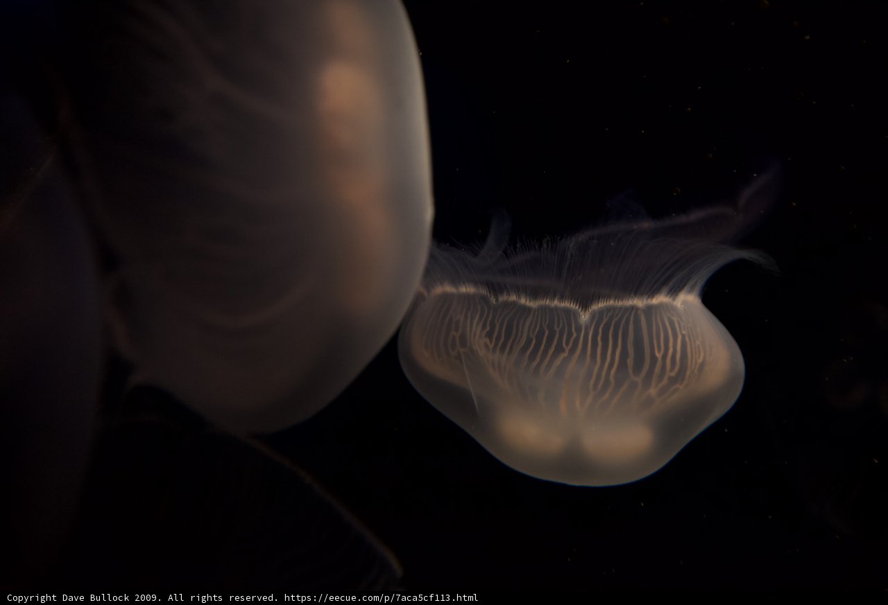 Serene Jellyfish Duo
