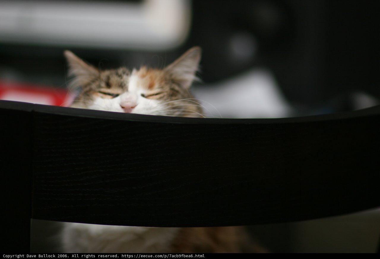 Feline Royalty on a Wooden Throne