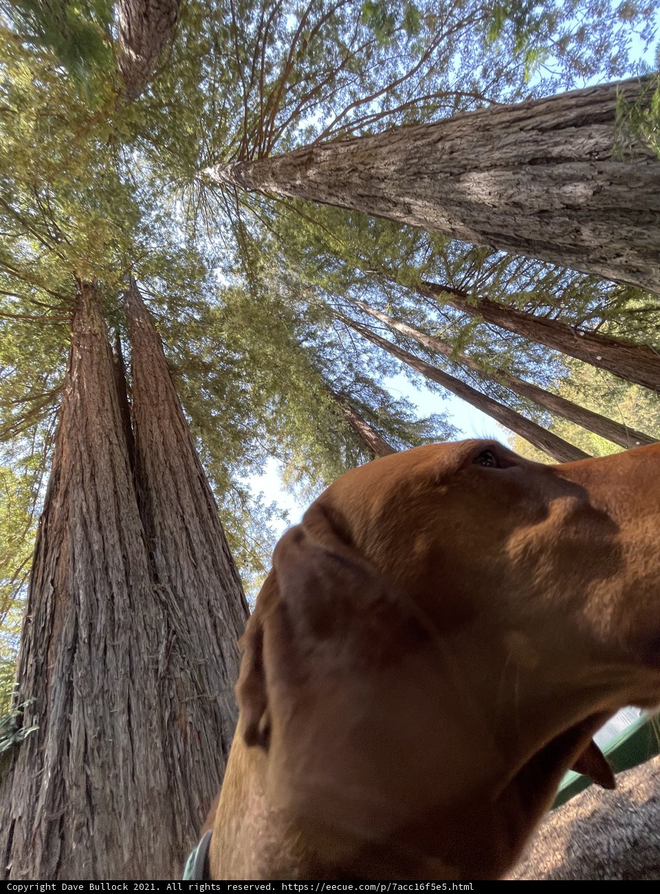 Canine Contemplation