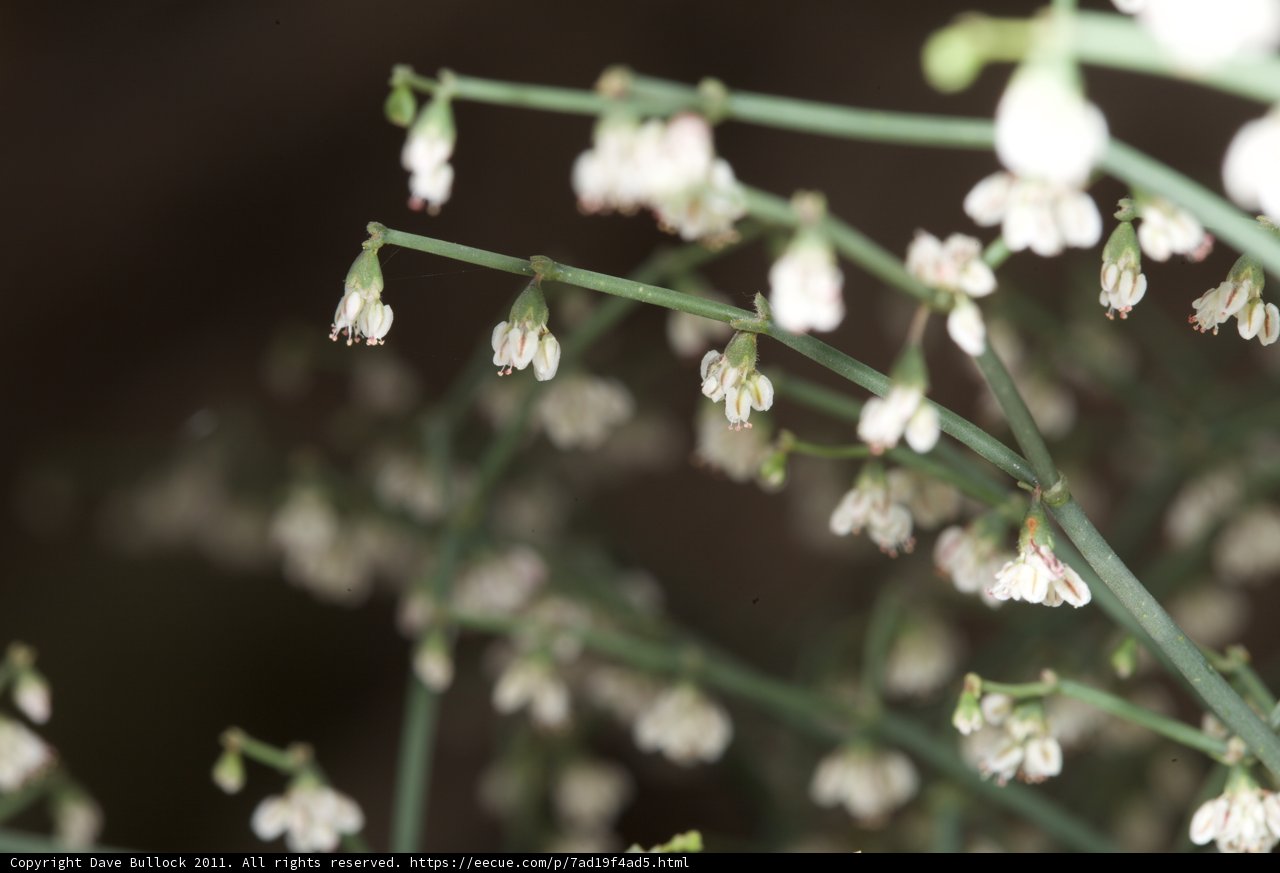 White Geranium Flowers in Bloom
