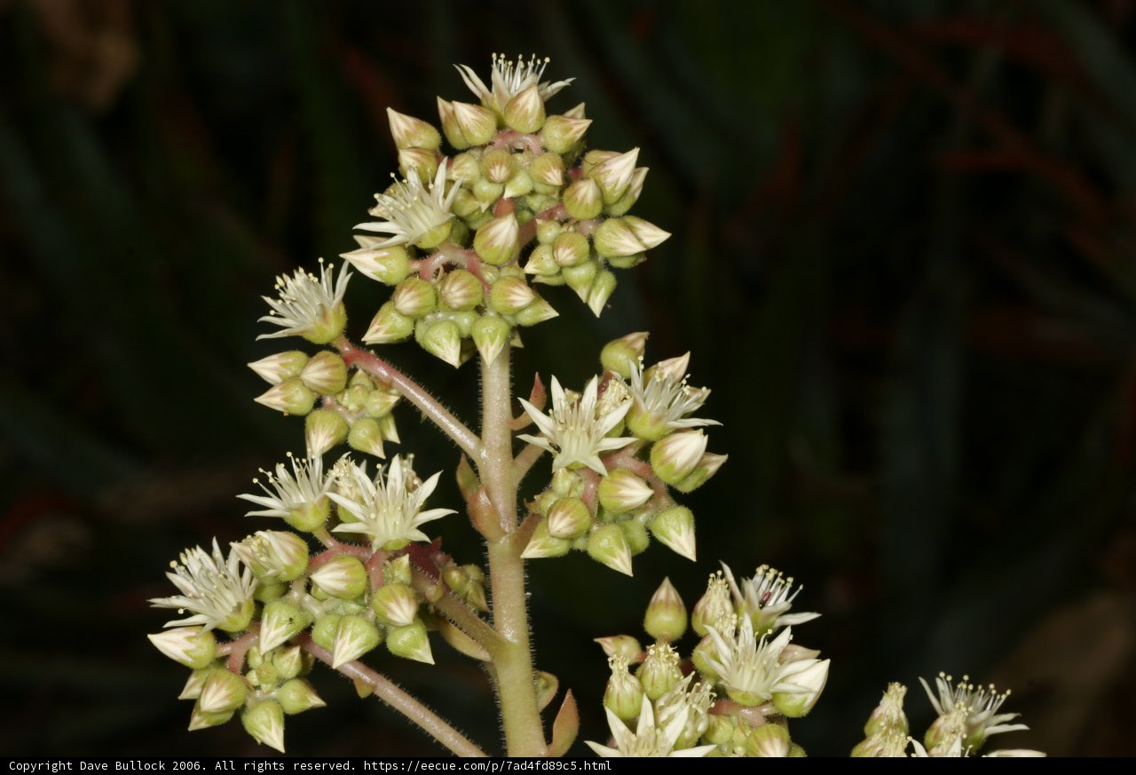 White Flowers Amidst Greenery