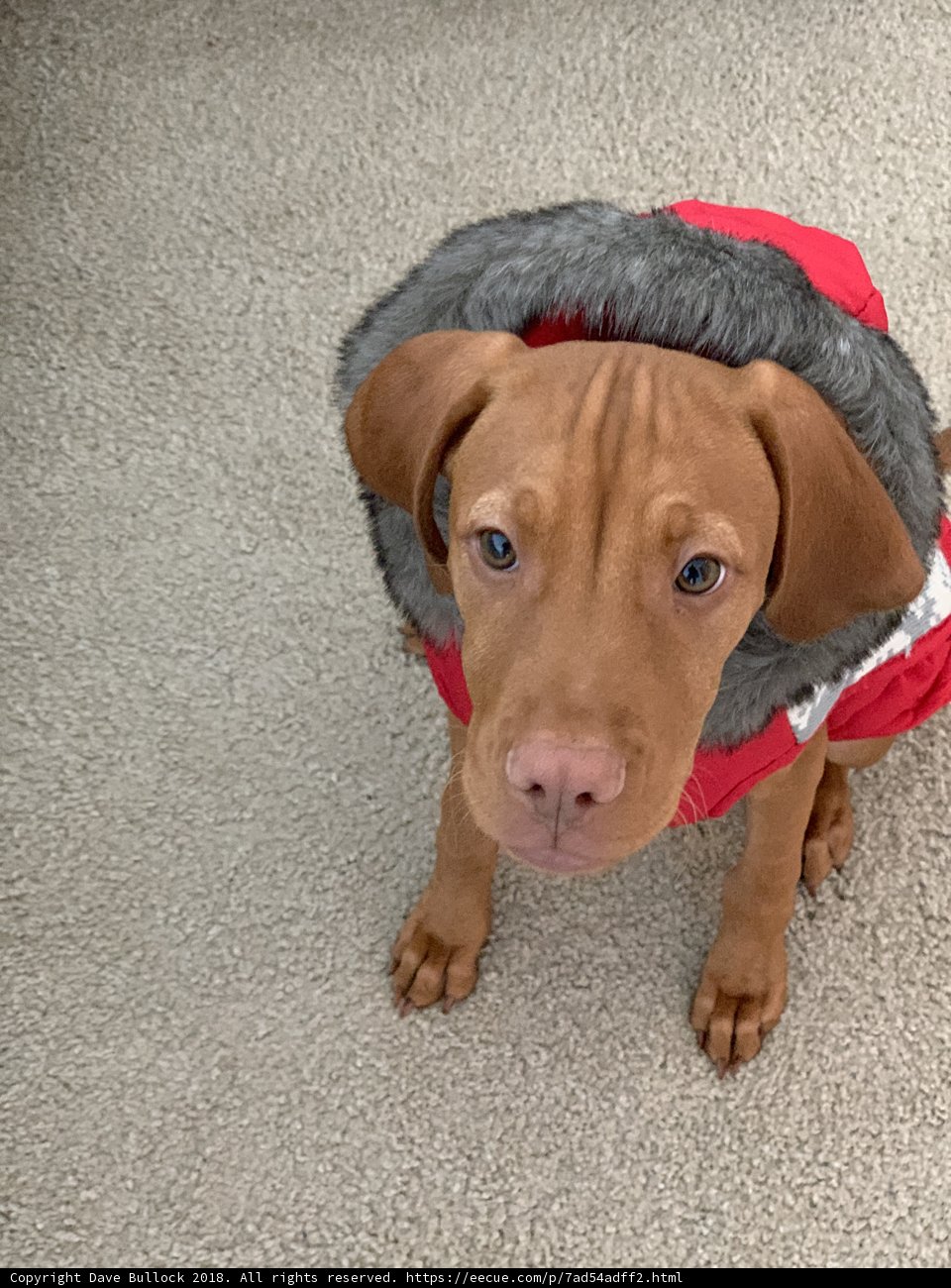 Stylish Pup