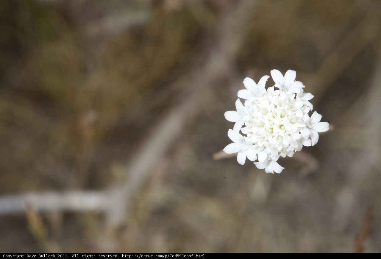 Lone White Daisy in Field